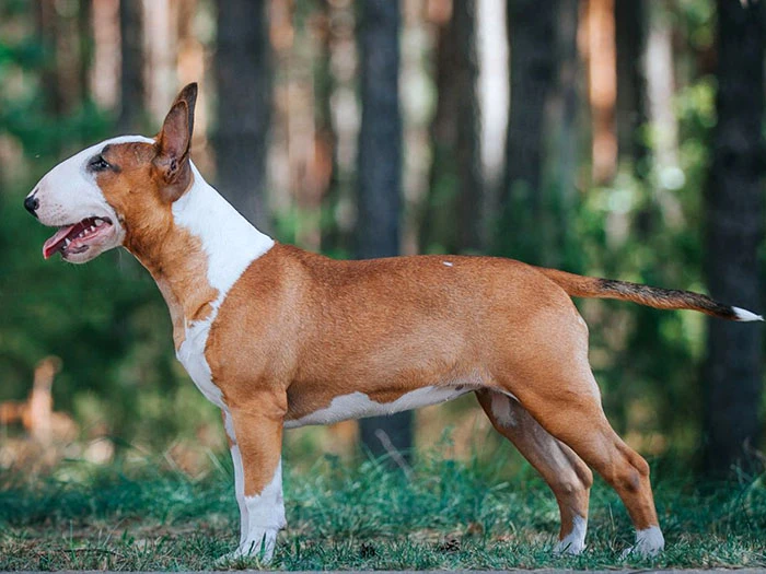 Bull Terrier 6