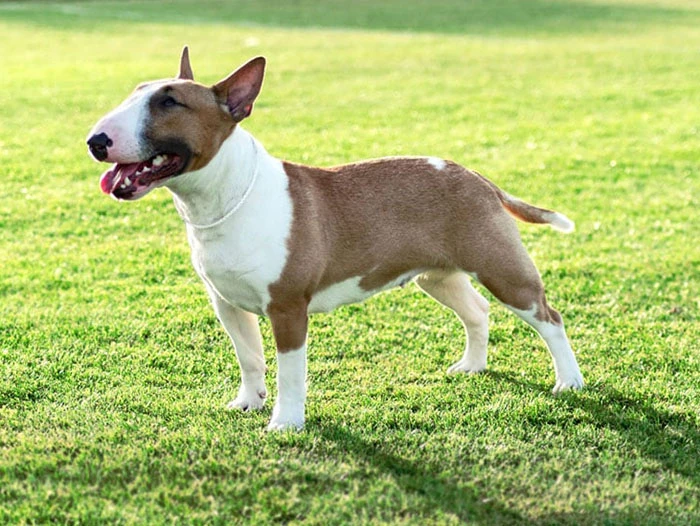 Bull Terrier 4