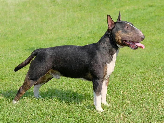 Bull Terrier 5
