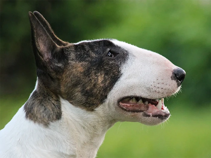 Bull Terrier 3