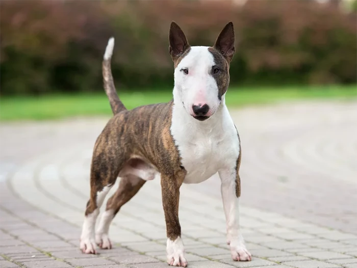 Bull Terrier 2