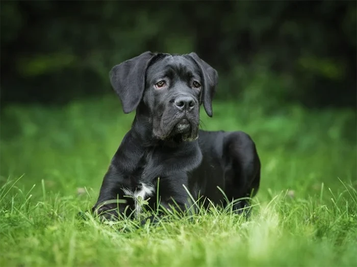 Cane Corso 4