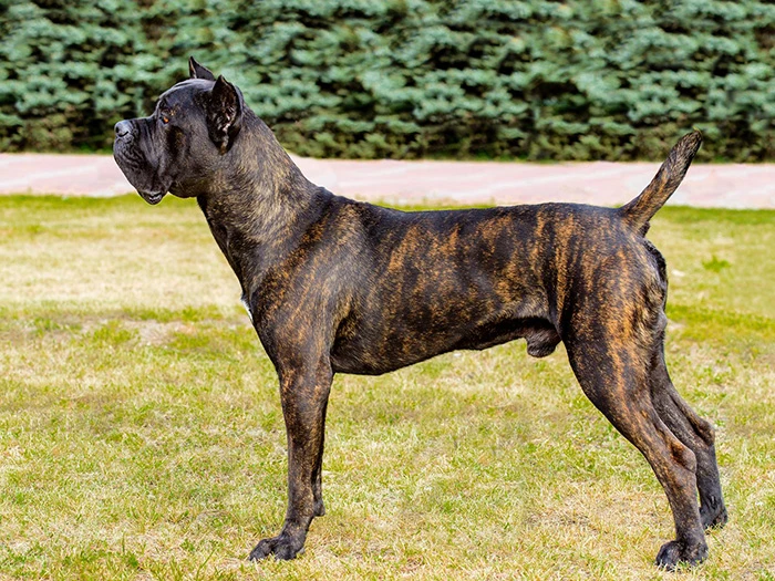 Cane Corso 3