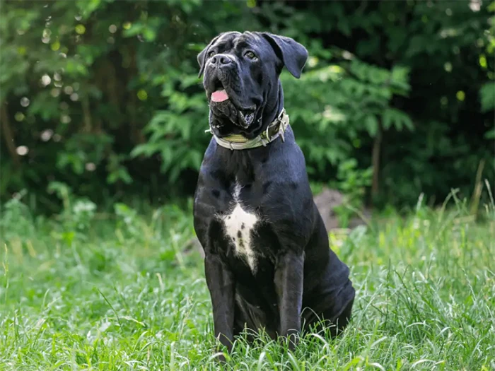 Cane Corso 5