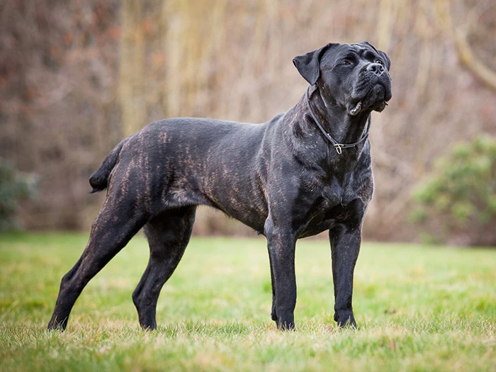 Cane Corso
