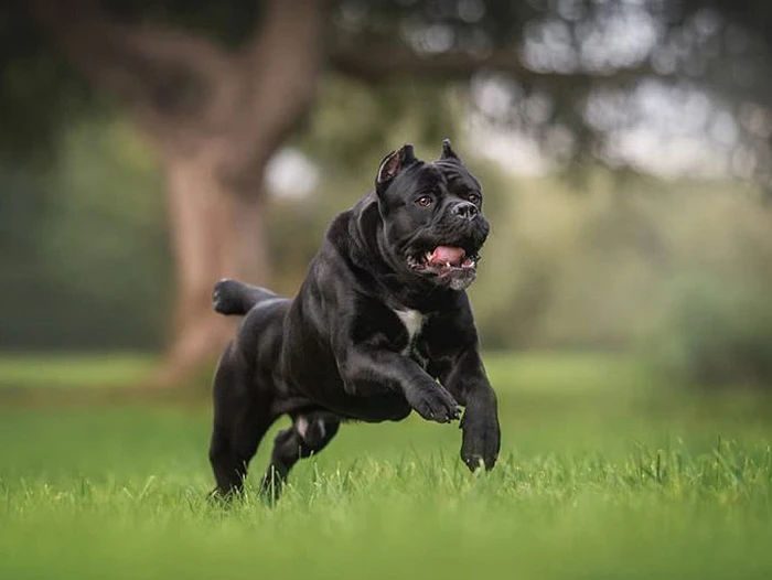 Cane Corso 2