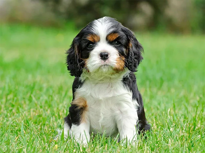 Cavalier King Charles 5