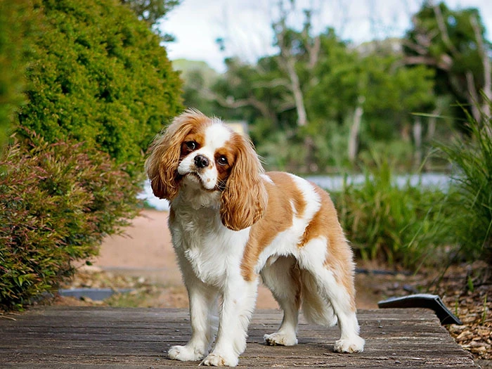 Cavalier King Charles 3