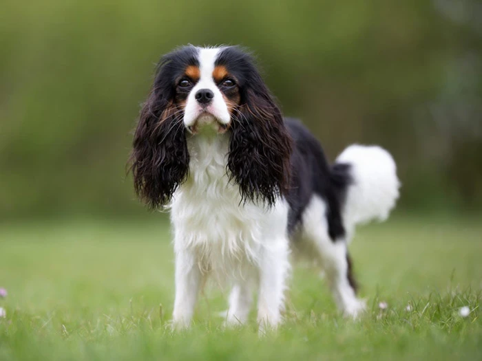 Cavalier King Charles 2