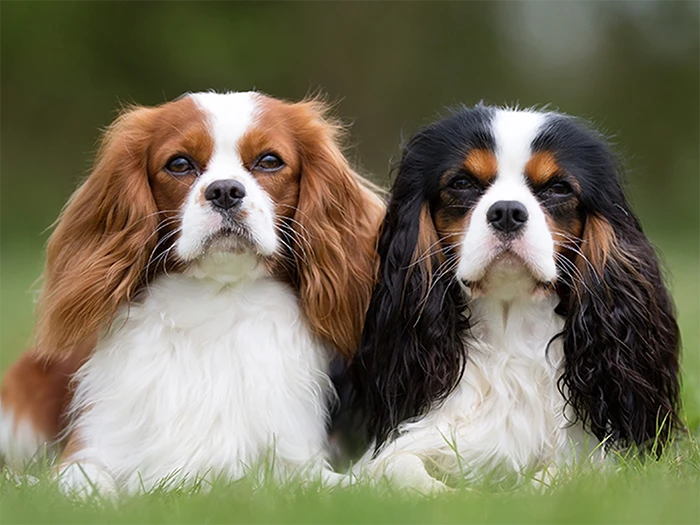 Cavalier King Charles 4
