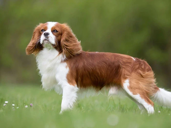 Cavalier King Charles