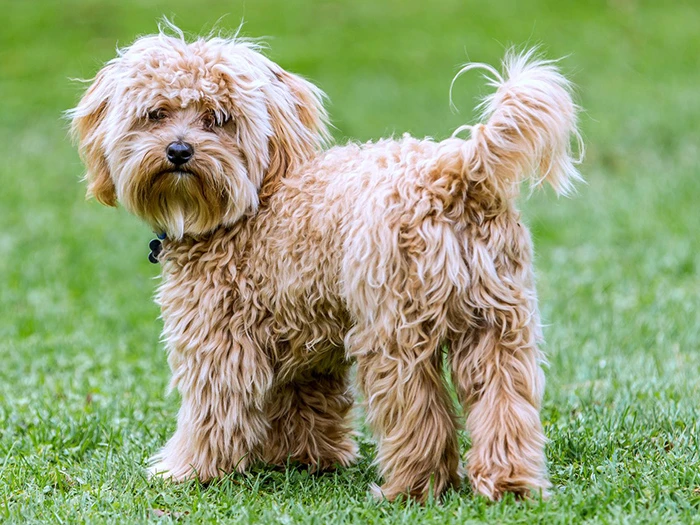 Cavapoo 2