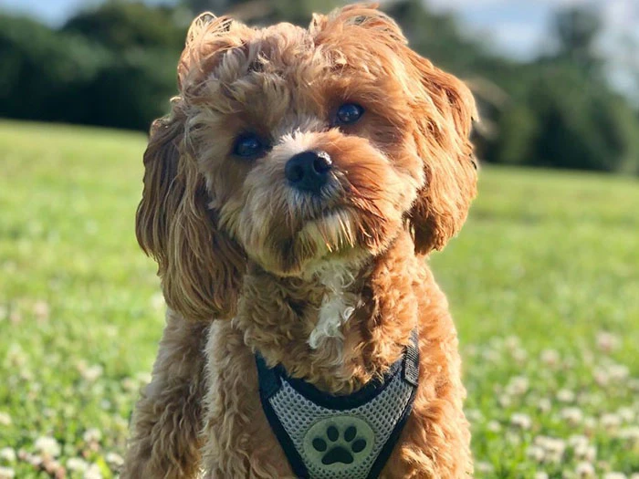 Cavapoo 5