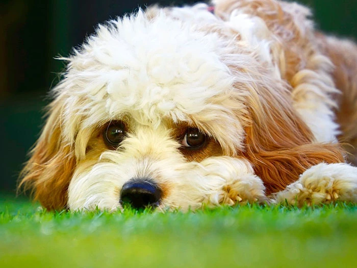Cavapoo 3