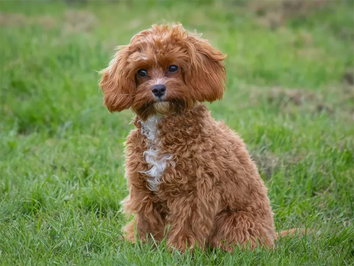Cavapoo
