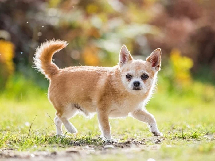 Chihuahua 3