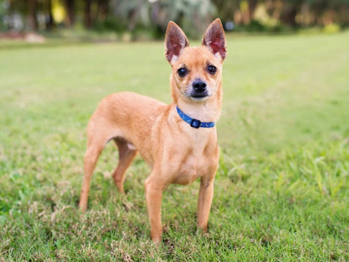 Chihuahua 4