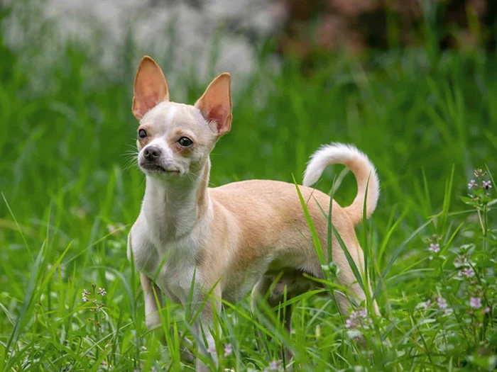 Chihuahua