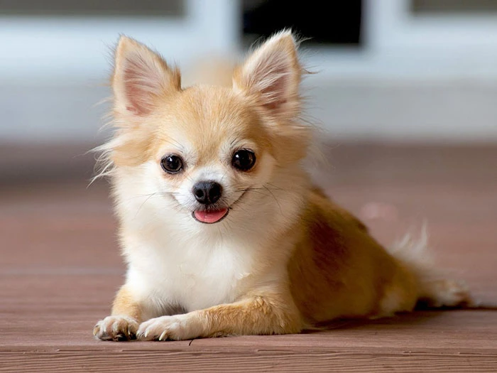 Chihuahua 5
