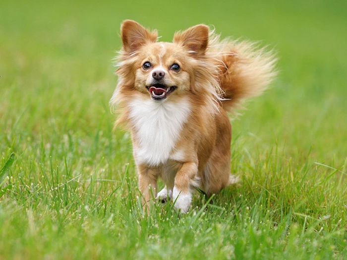 Chihuahua 2
