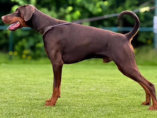 Doberman 3