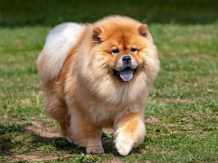 Chow Chow 4