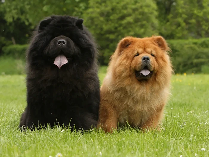 Chow Chow 5