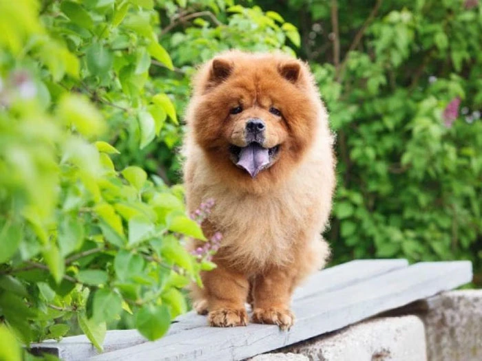 Chow Chow 2