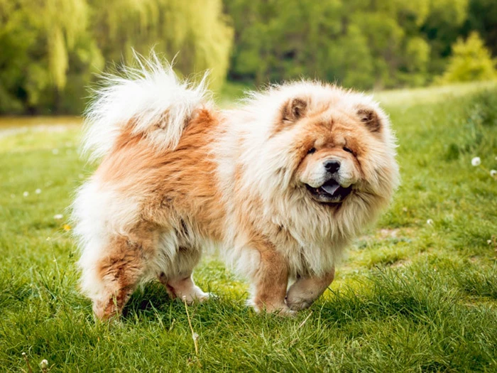 Chow Chow