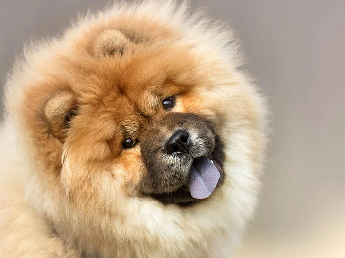 Chow Chow 3