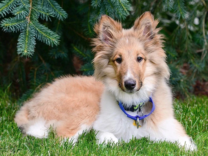 Collie 4