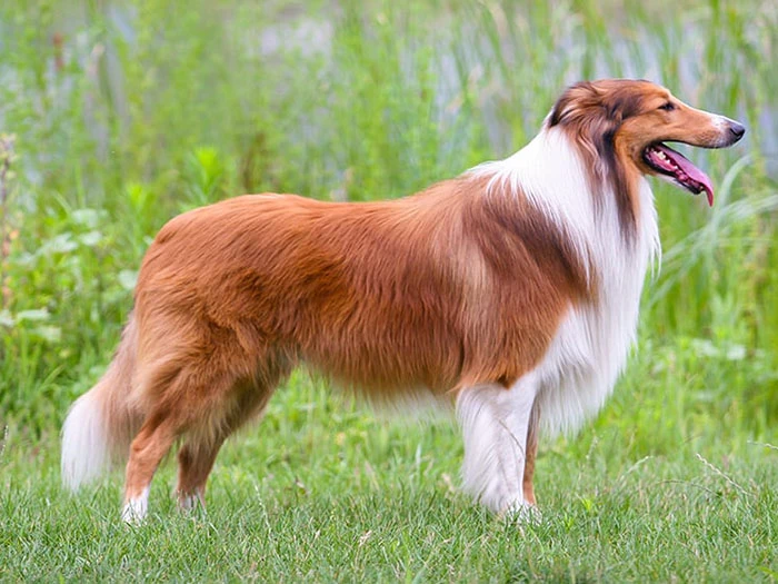 Collie 5