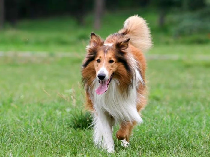 Collie 2