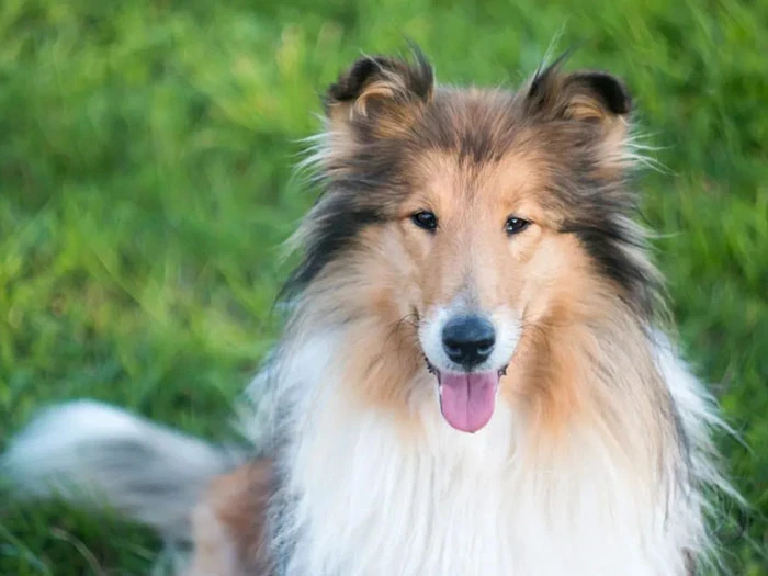 Collie 3