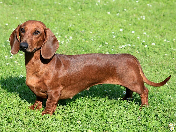 Dachshund