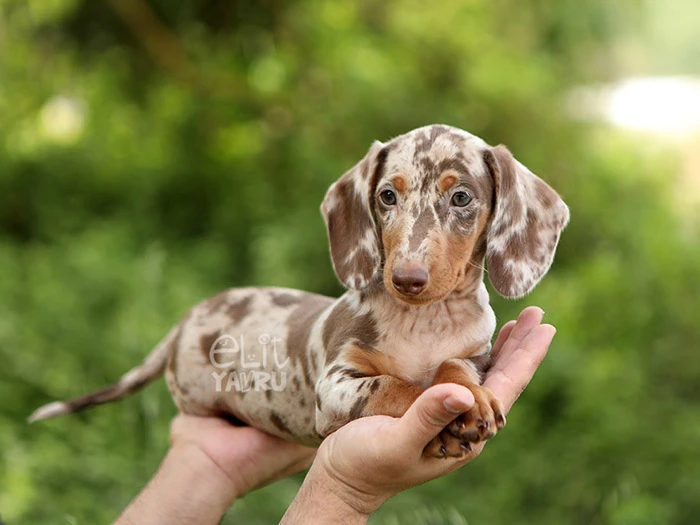 Dachshund 4