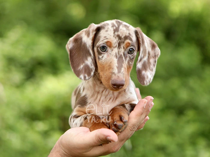 Dachshund 7