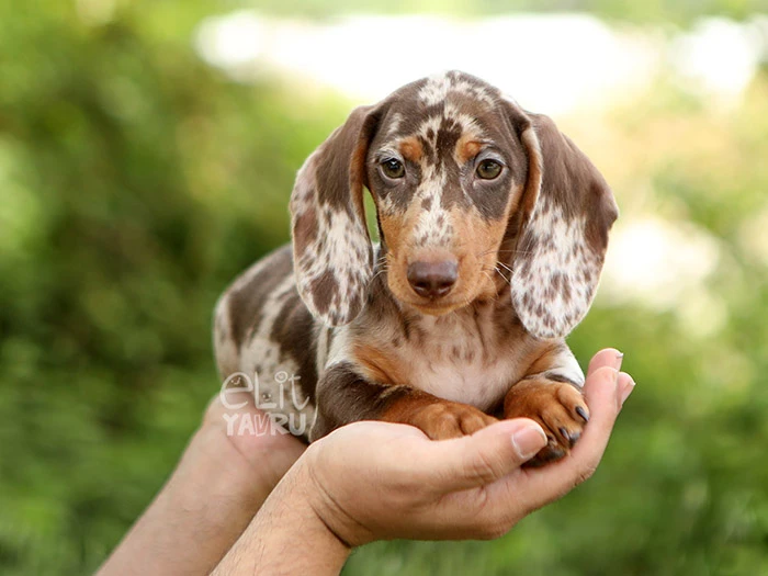 Dachshund 5