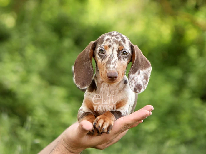 Dachshund 2