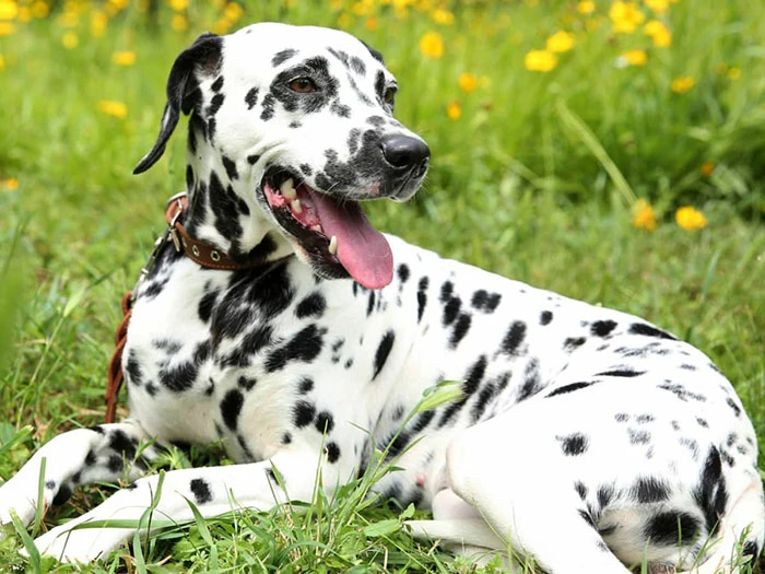 Dalmaçyalı Dalmatian 5