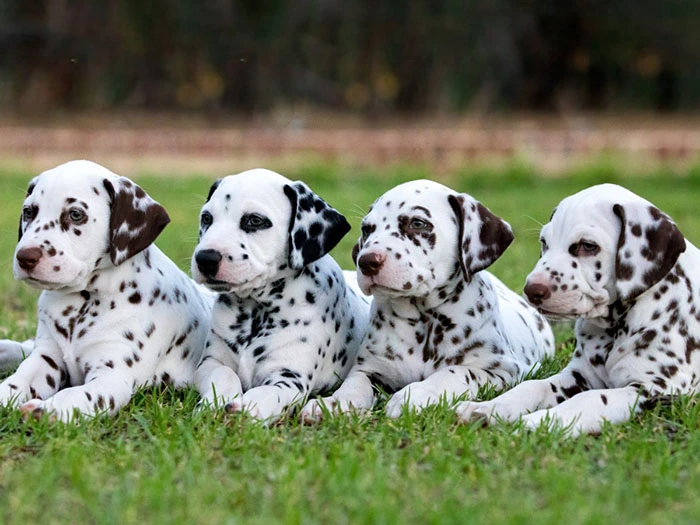 Dalmaçyalı Dalmatian 2