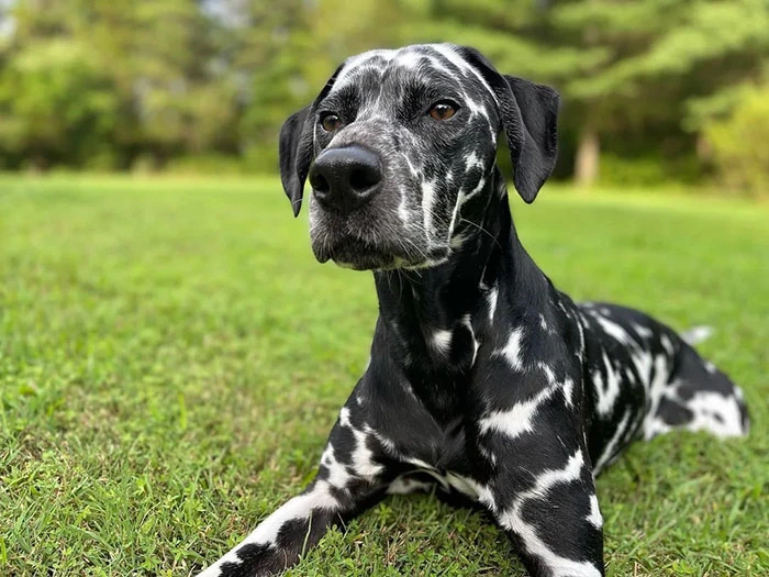 Dalmaçyalı Dalmatian 3