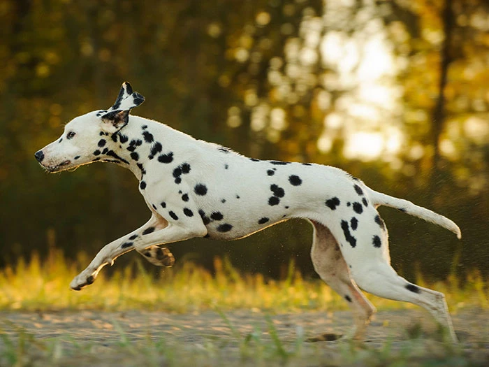 Dalmaçyalı Dalmatian 4