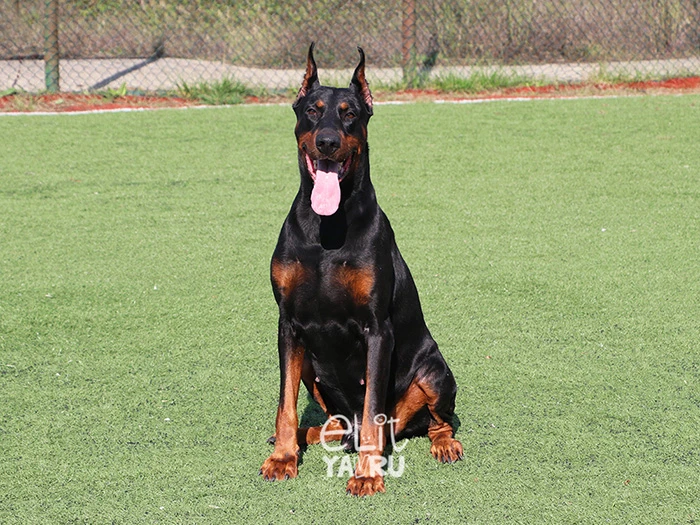 Doberman 3