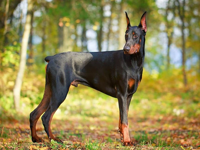 Doberman 5
