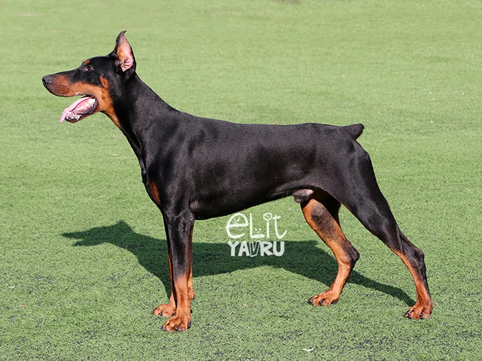 Doberman