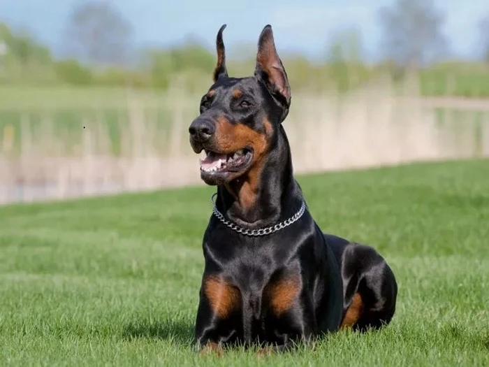 Doberman 4