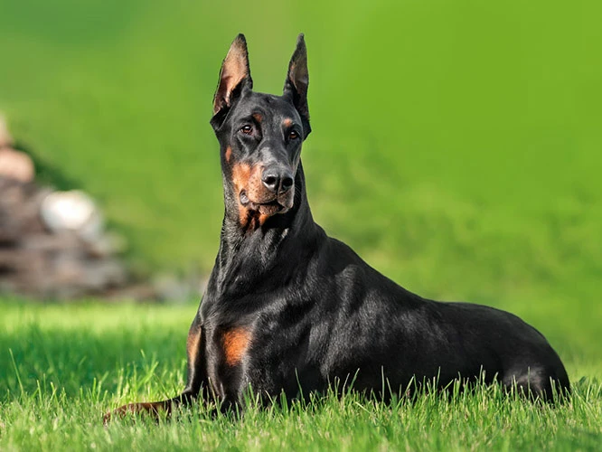 Doberman 2