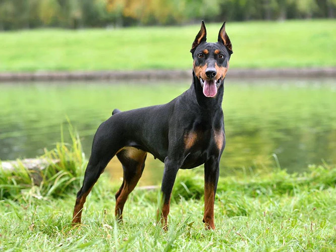 Doberman