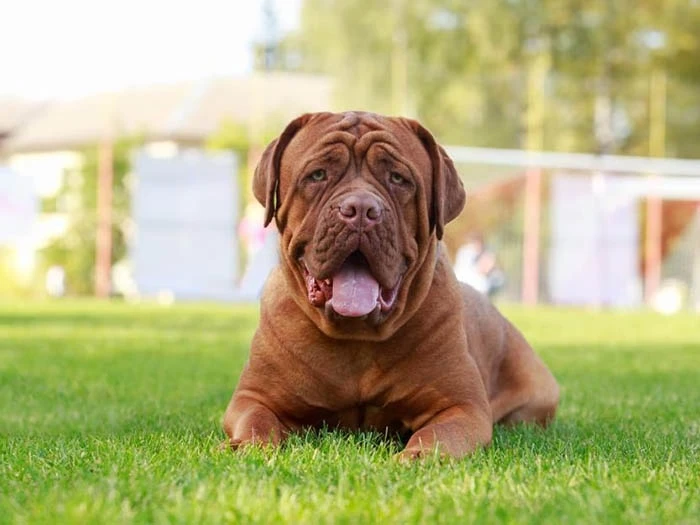 Dogue de Bordeaux 3